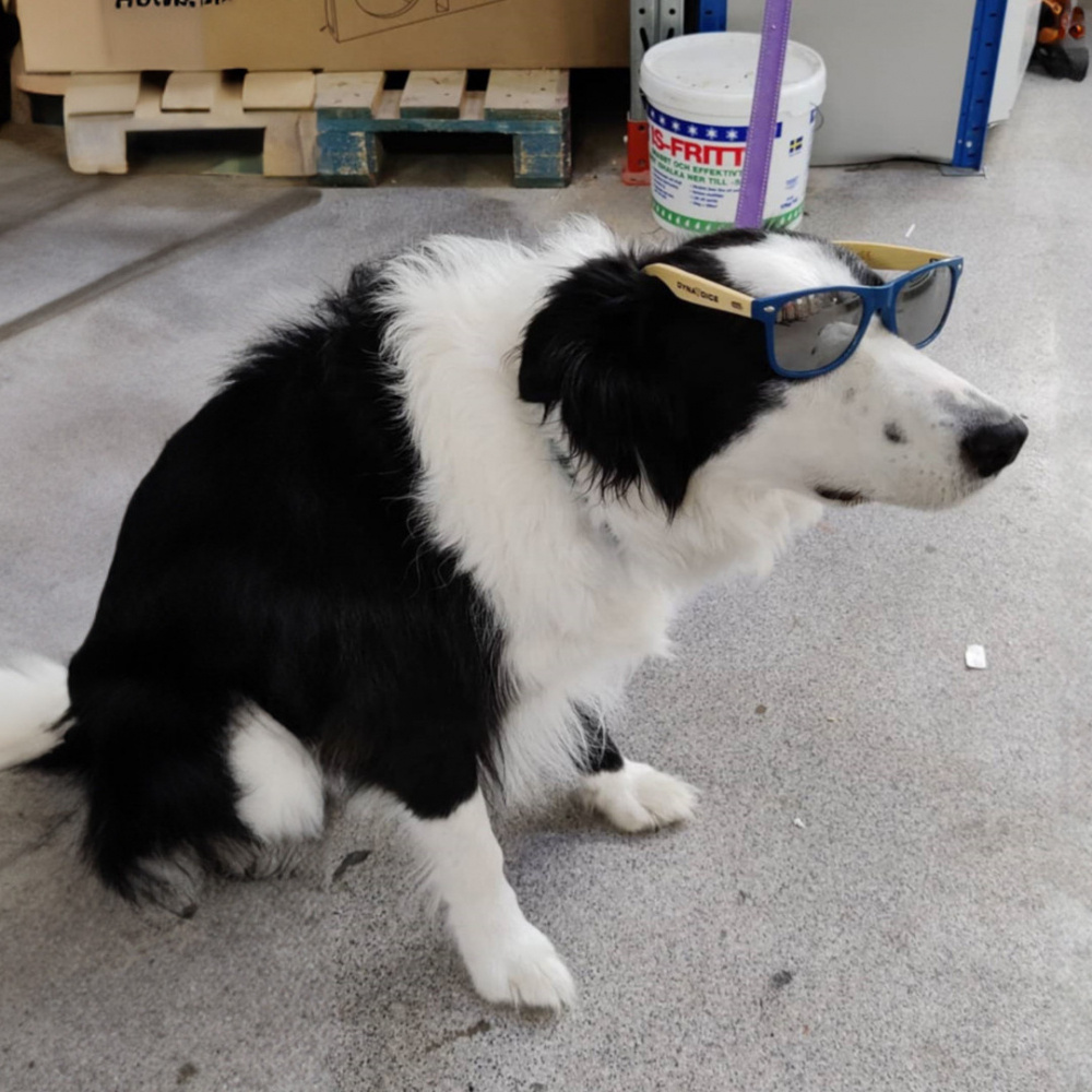 En hund med glasögon sitter på golvet.